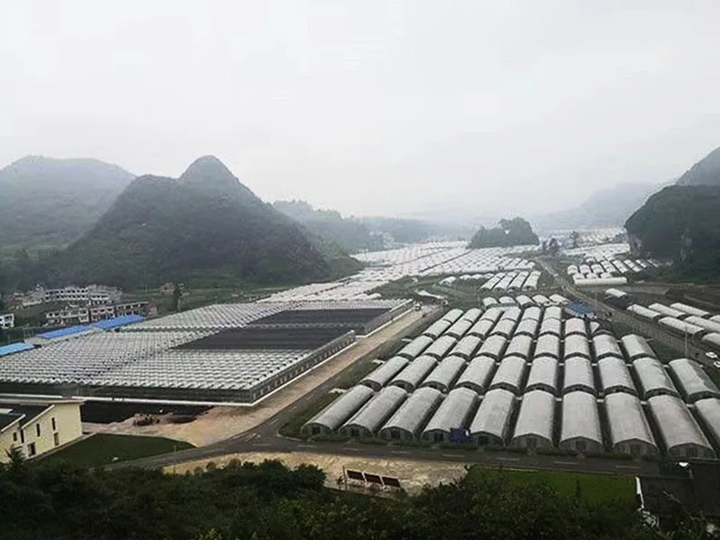 Intelligent tunnel black film Greenhouse for Cultivation of medicinal plants