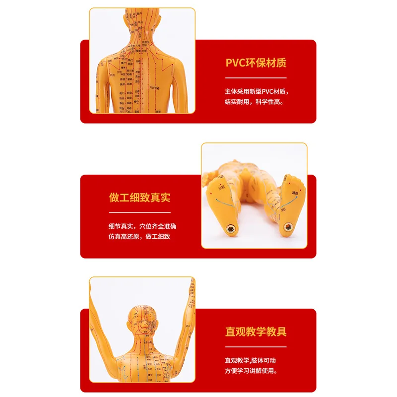 50cm Clear teaching model point male and female model human body model acupuncture figure Chinese PVC medicine lettering