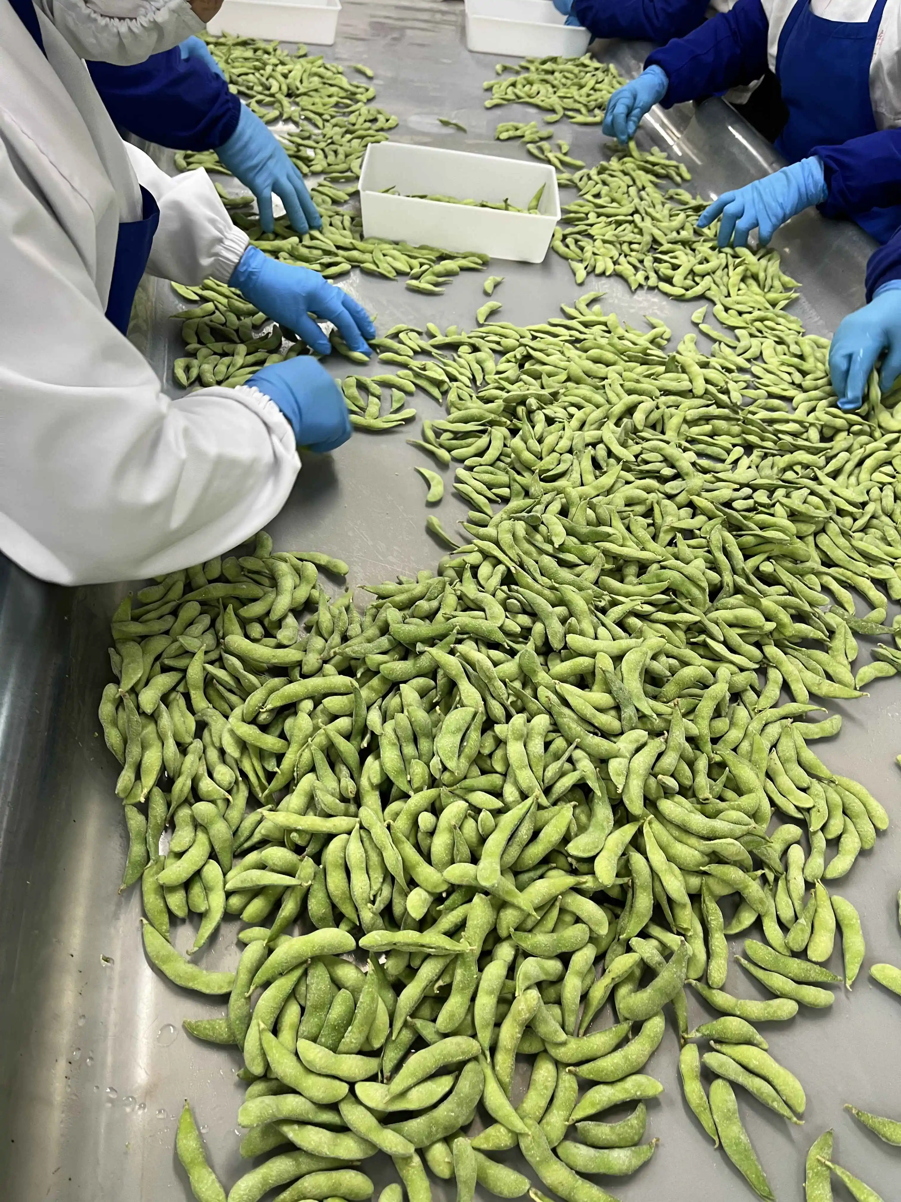 New Arrival Delicious Beans Edamame Gourmet Dietary Fibre Richness in