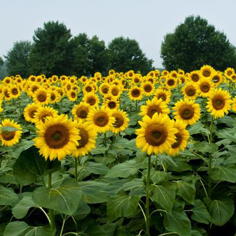 Chinese Hot sell sunflower seeds black-striped sunflower seeds 363 361 601 5009 3638 high-quality