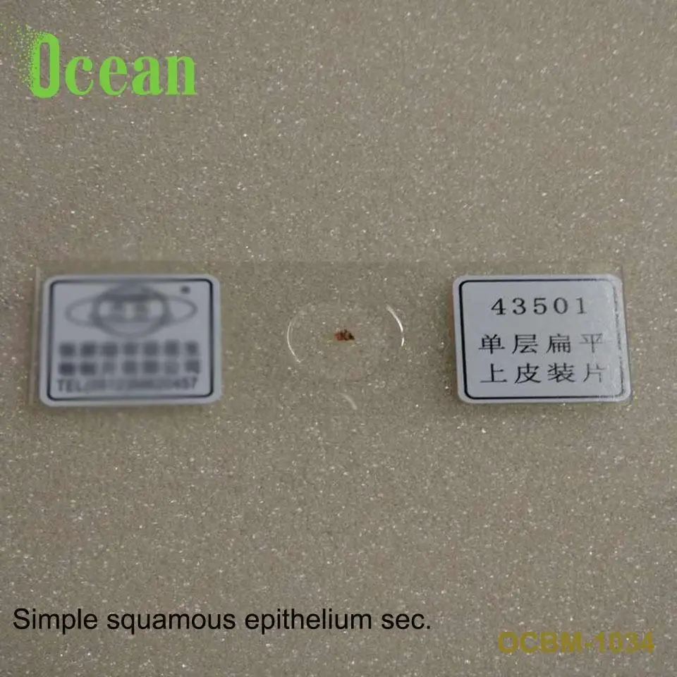 Simple squamous epithelium sec. prepared microscope slides