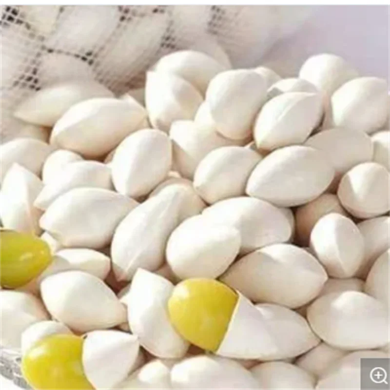 Cheap Price ginkgo Nuts Good Price For Sale