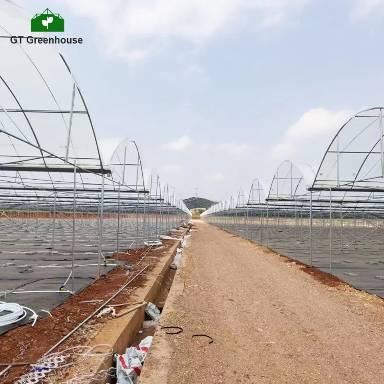 Agricultural product poly tunnel multi-span greenhouses with hydroponic growing system