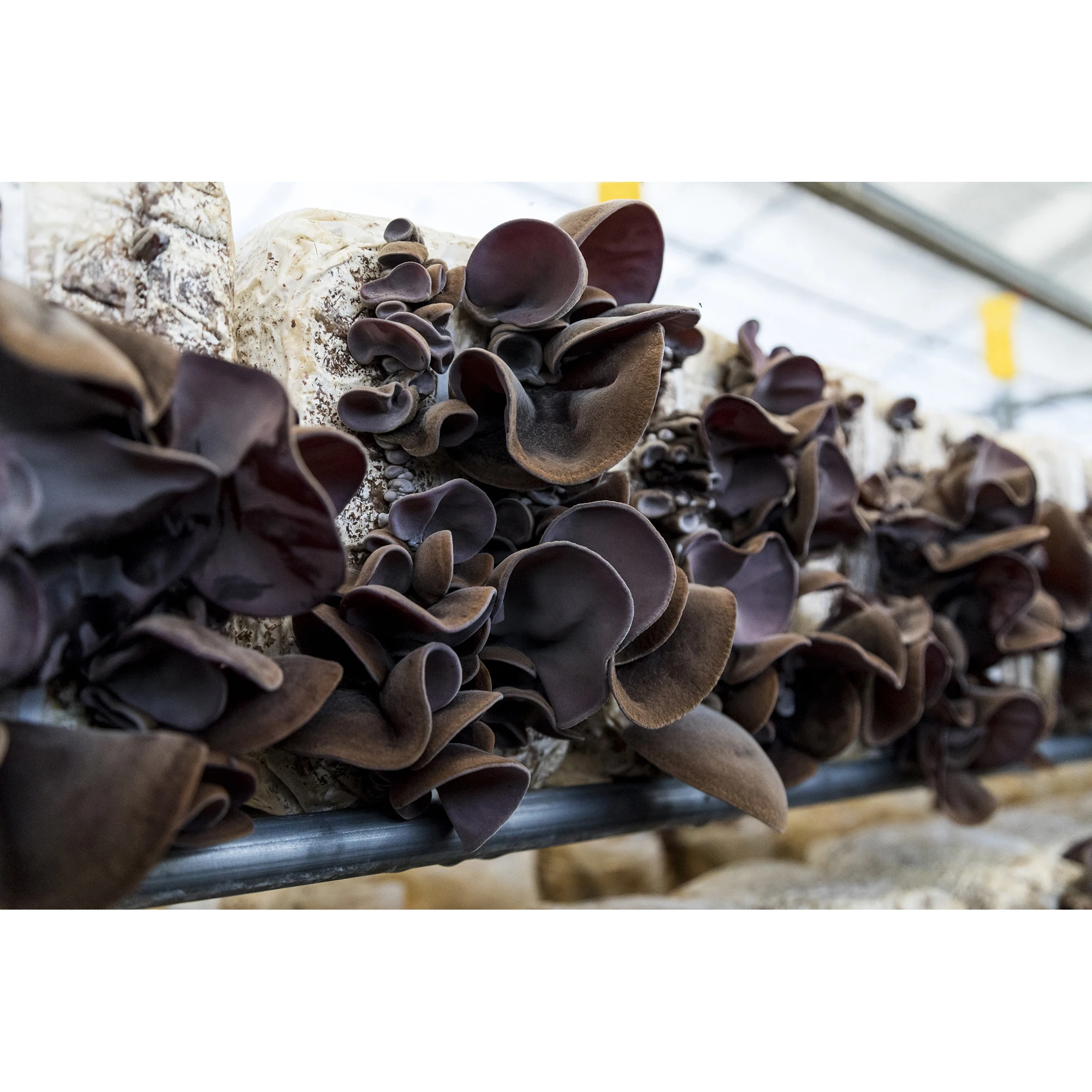 Оптовые цены на грибы съедобного гриба и черные трубы