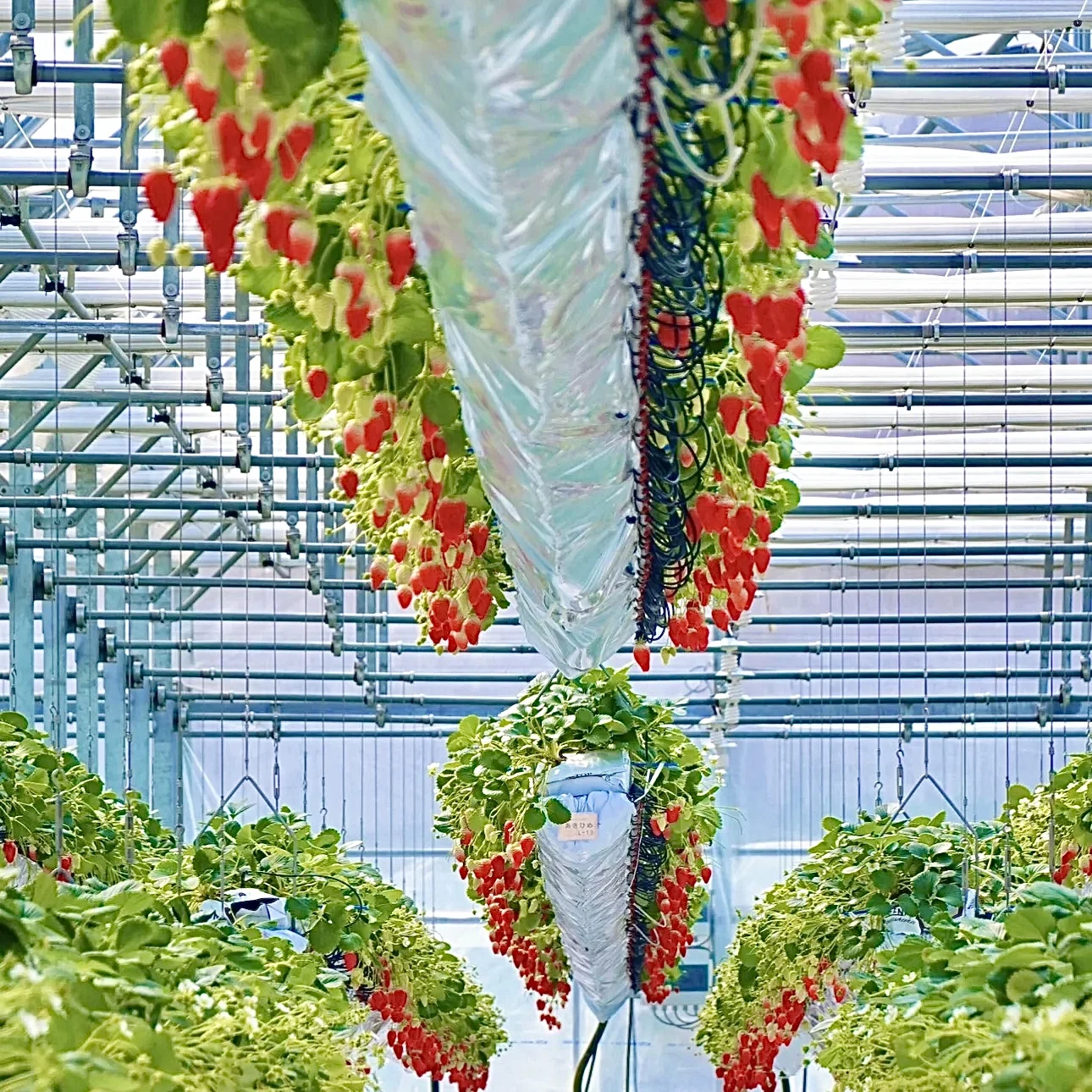 PVC NFT Gutter Hydroponics Strawberries Gully System For Growing Strawberry In Commercial Greenhouse