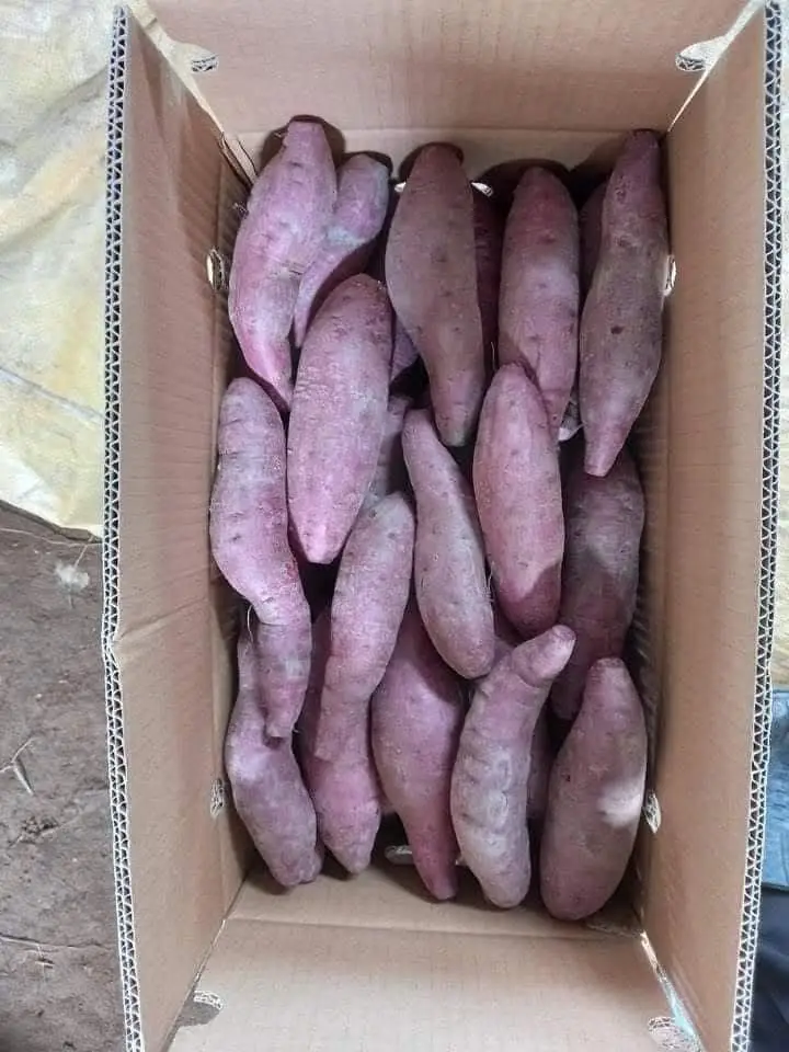 Highly Suggestion For The Purple Sweet Potato Made In Vietnam With 3 Months Maturity Have COMMON Cultivation Type