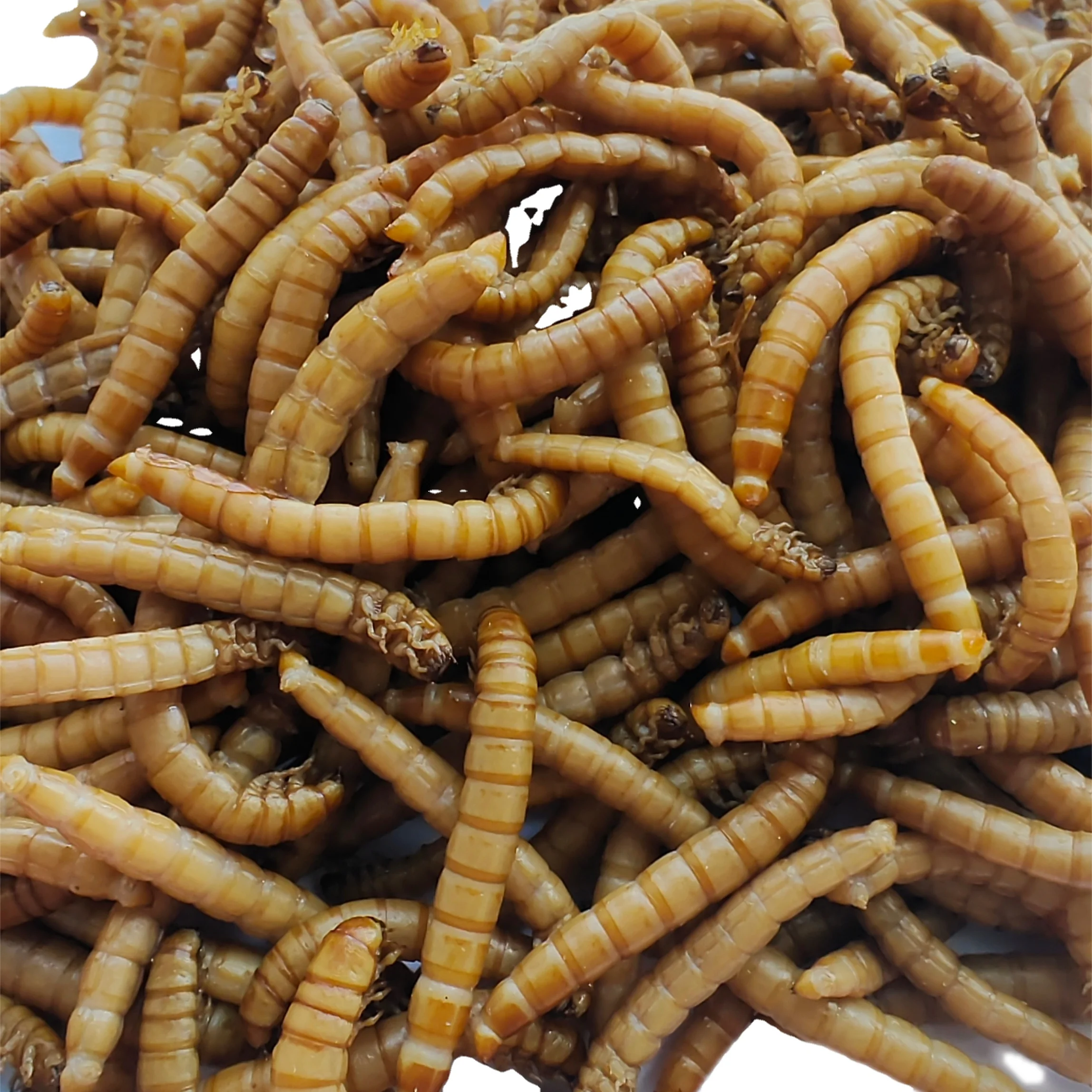 factory price high protein from animal worm fresh mealworm for cattle chicken lizard bird