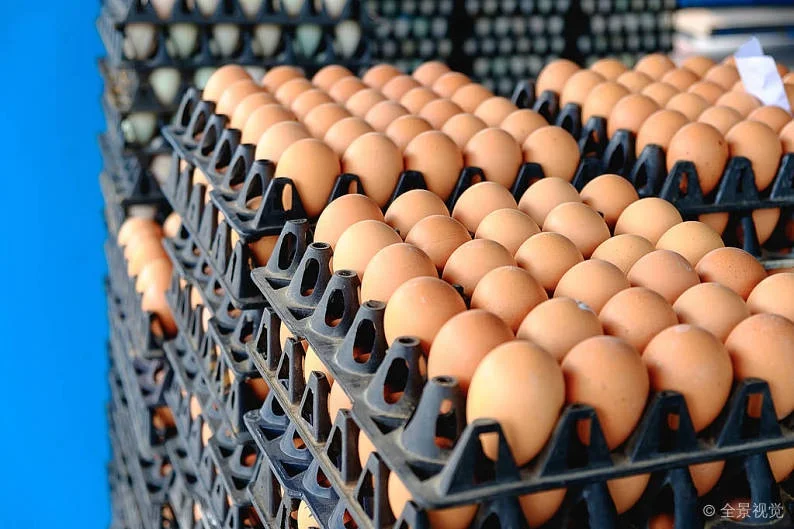 Plastic Crates for egg transport  plastic crate save egg transport egg