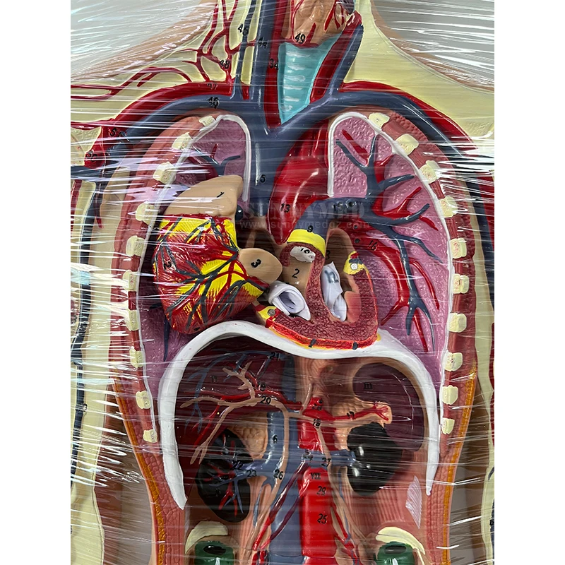 SY-N989 Больничная школа Обучающие пособия модель системы кровообращения человека внутренние органы сердца анатомии сосудов