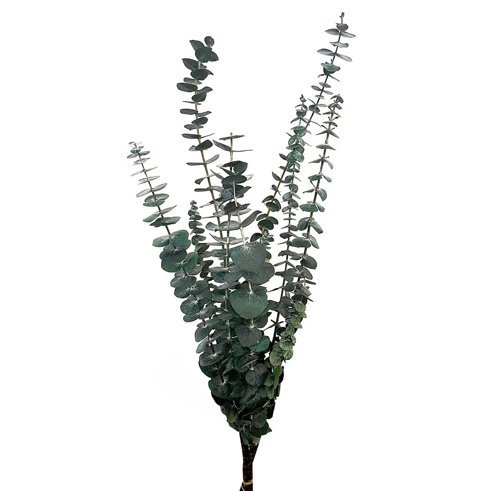 Wholesale decorative flowers Preserved  Dried flower  Everlasting Plants dried eucalyptus leaves Preserved Eucalyptus leaves