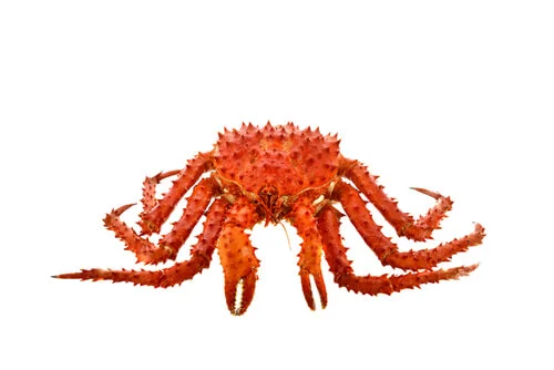 Hot selling special low price red king crab high quality crab king crab