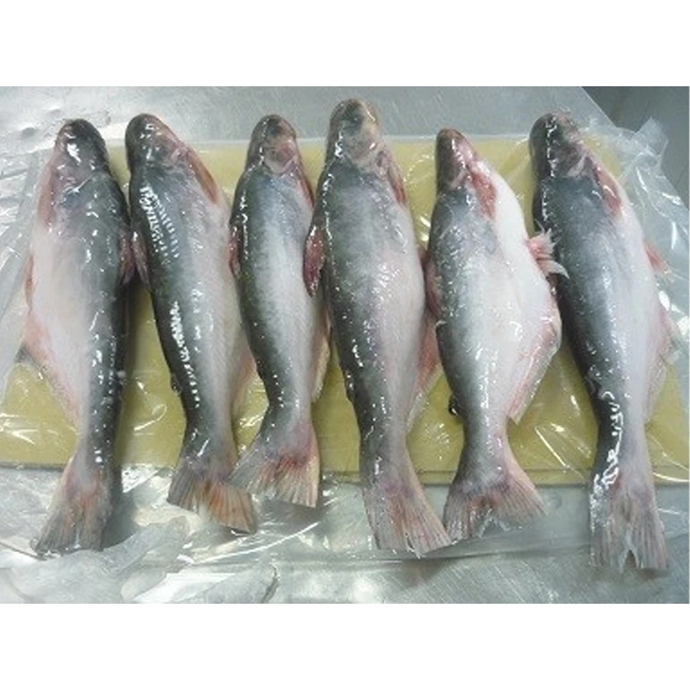 All size frozen pangasius basa fish from vietnam fish pangasius frozen fish pangasius