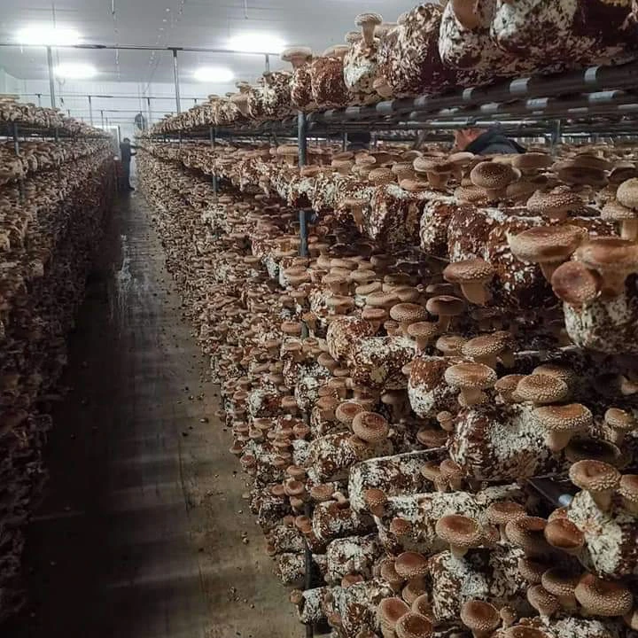 China High Yield Premium Mycelium Shiitake Mushroom Spawn Grow Bags