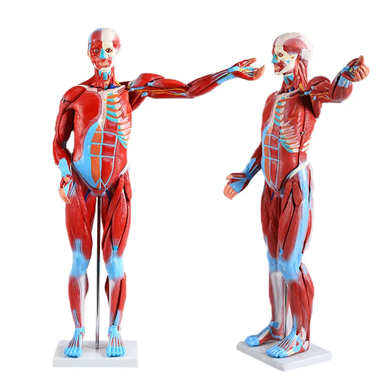BIX-A1100 моделирование реалистичное и высокое качество 80 см с внутренними органами модель анатомии мышц всего тела