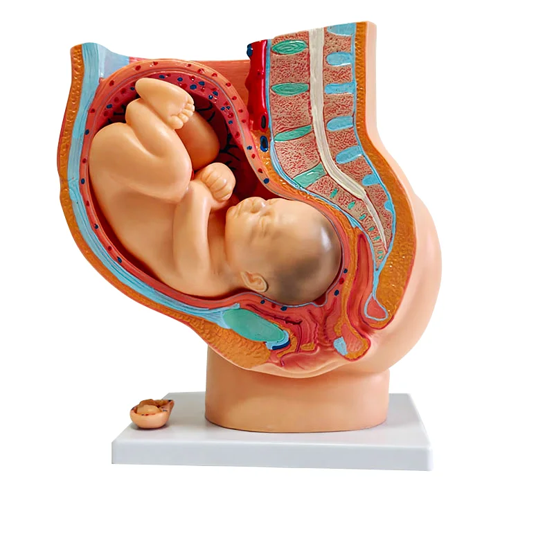 Модель плода с девятью месяцами беременности при родах таза