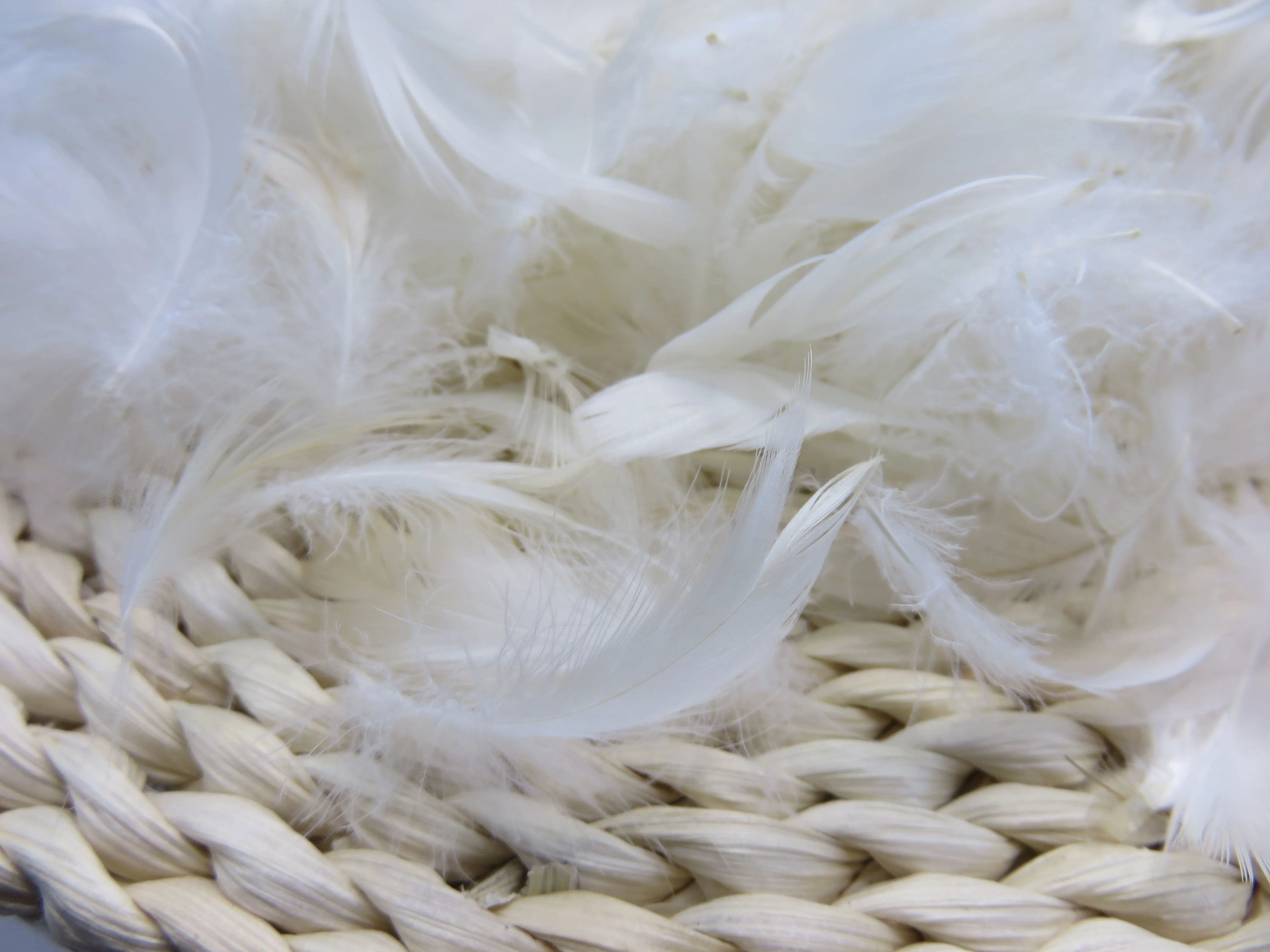 Washed Pattern 4-6 Cm White Duck Feathers - Superior Quality Product