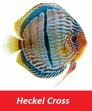 Fish - Best Selling Wholesale Discus Aquarium Fish - Live Discus Fish Various Types and Colors