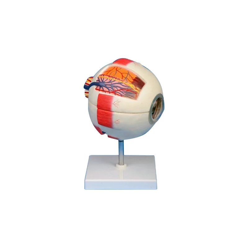 Ophthalmology Organs 6 Parts 6 Times Teaching Anatomy Eyeball Medical Science Model