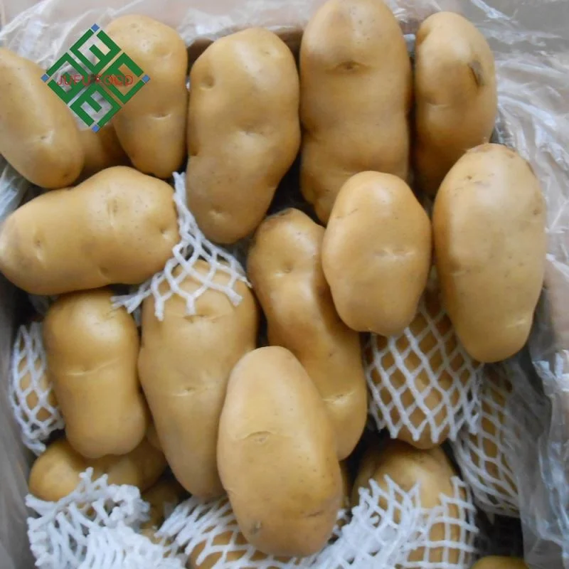 China Fresh Potato Export 100-600g Sweet Potato