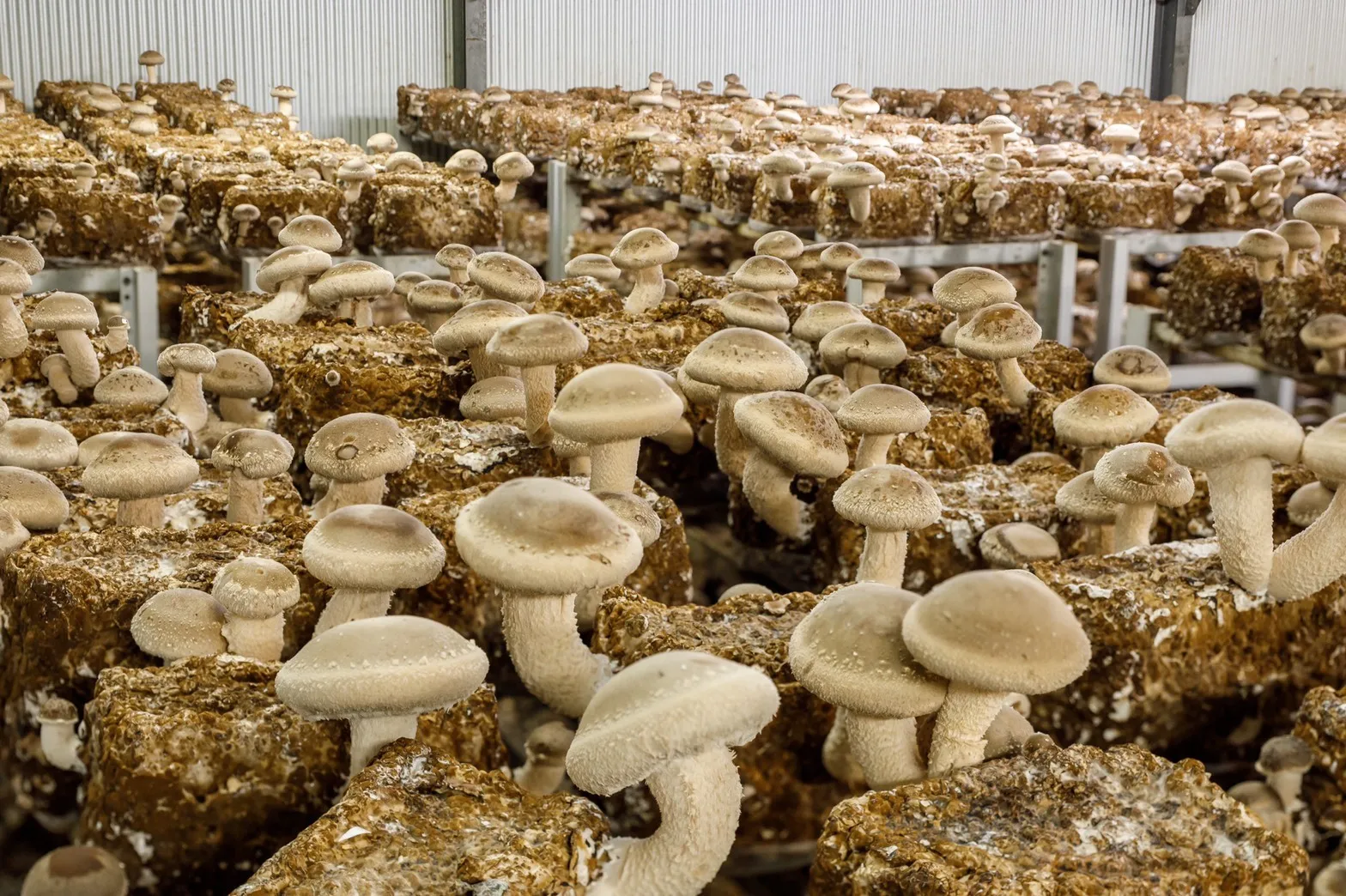 Japan excellent cost performance buy dry mushroom magic slices