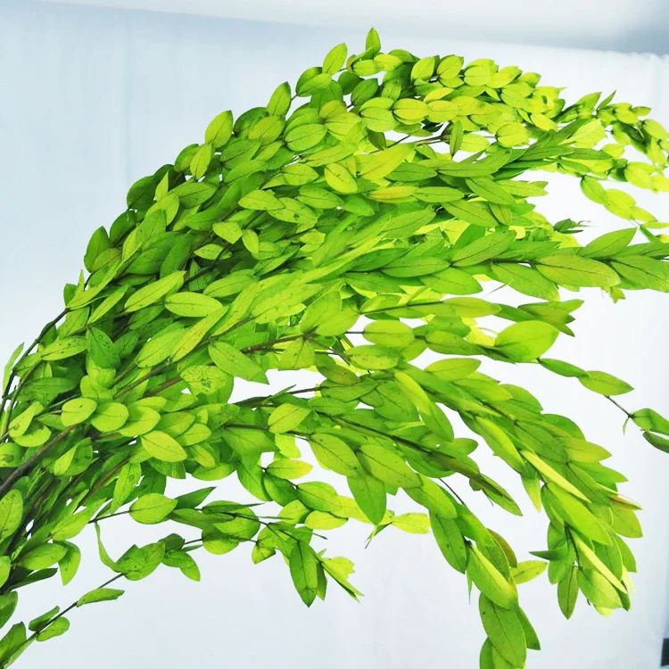 Summer Flora  hot sale new product long lasting Greenery Hanging Eucalyptus leaves preserved plants
