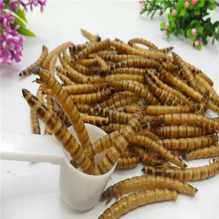 Guarantee quality dried superworms with high protein