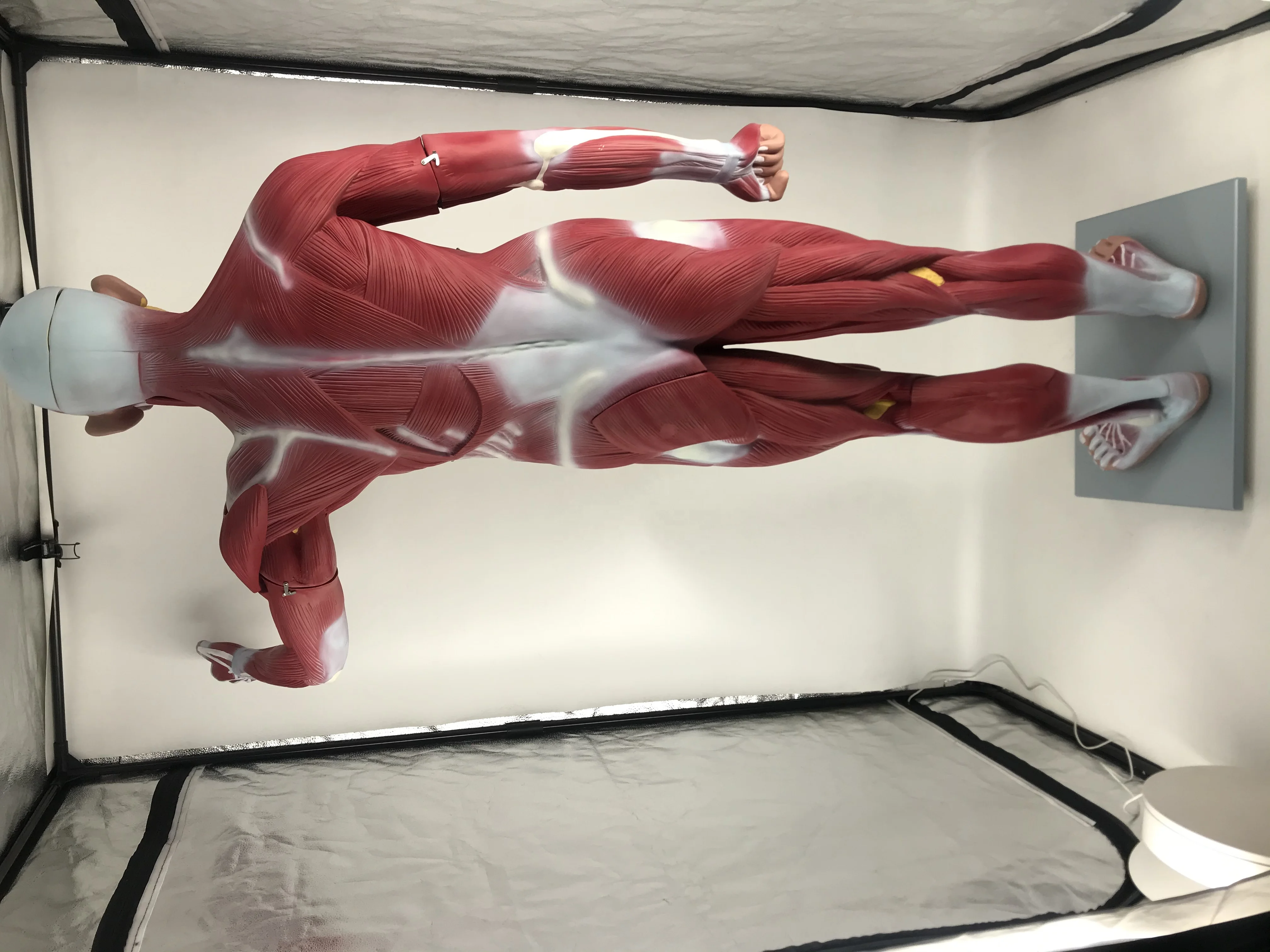 Teaching Model Anatomical Human Body 180cm  Muscle Dissection Anatomy Model With Internal Organs