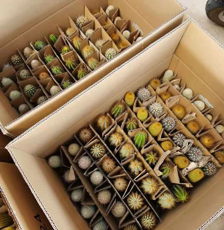 
Wholesale 8-12cm mixed cactus box Mini Office Decoration Desktop Ornamental Woody Plants cactus or cactus plants live natural 