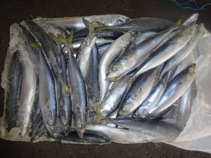 Frozen Pacific Mackerel Wr