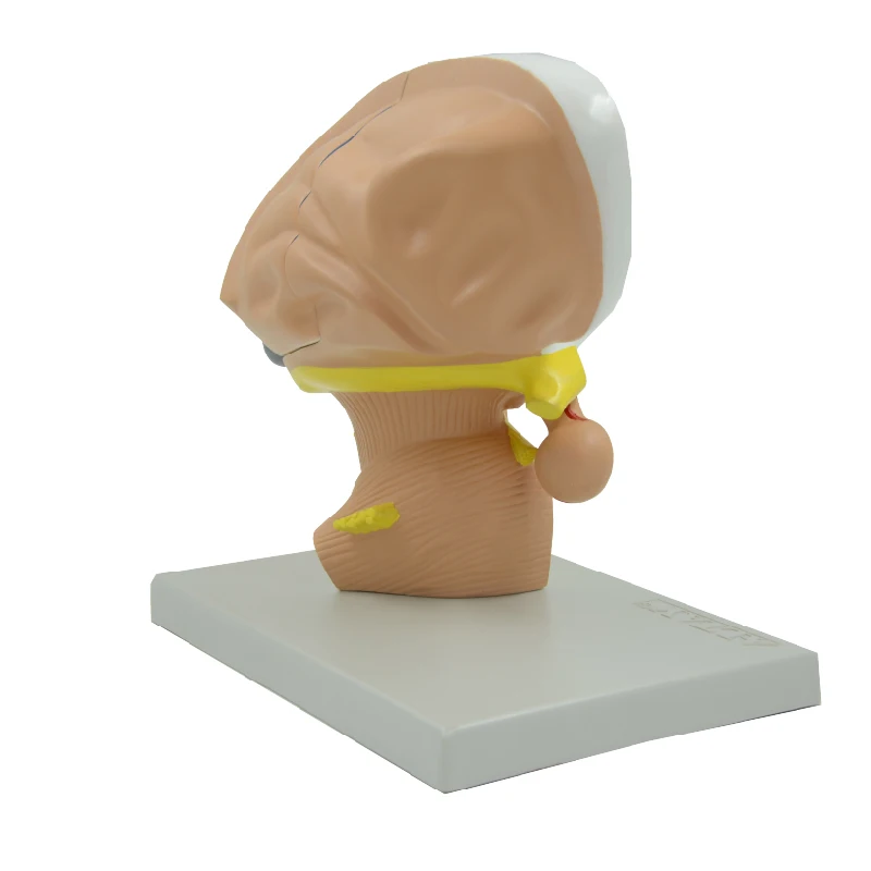 Diencephalon Model Enlarged Human Anatomical Telencephalon Thalamus Talamus Epithalamus Metathalamus Detachable Brain Model Med