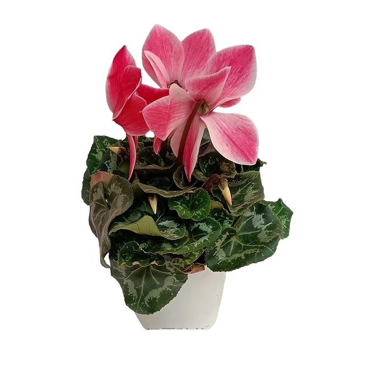 
Красивое цветное комнатное декоративное растение, натуральное растение, цветок бонсай 