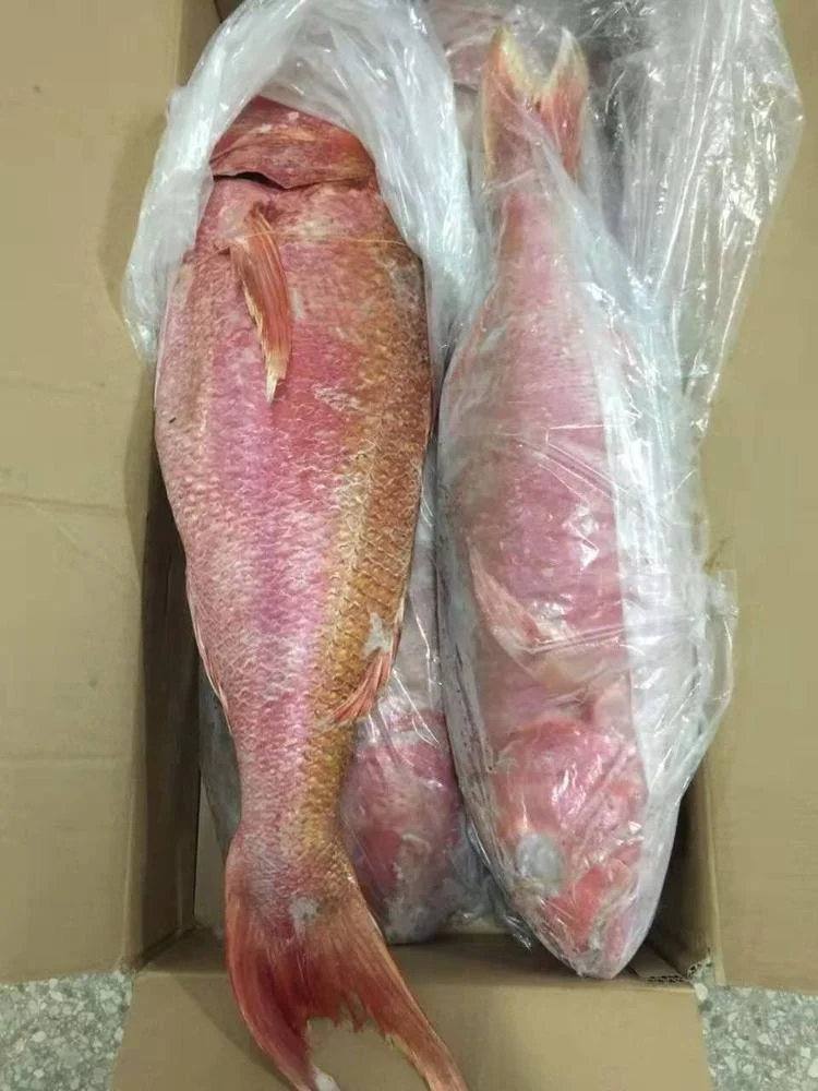 Frozen Red Golden Line/ Red fish from Indonesia