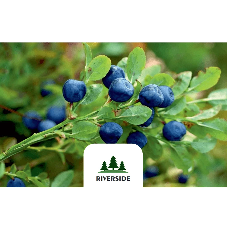 Eco-Friendly Plastic Trays GOST Standard Prepackage Fresh / Frozen Tasty And Enriched Huckleberry Berries
