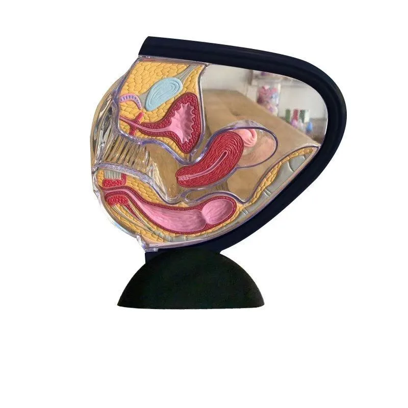 Модель женской репродуктивной системы, модель прозрачной матки, Женская анатомическая модель