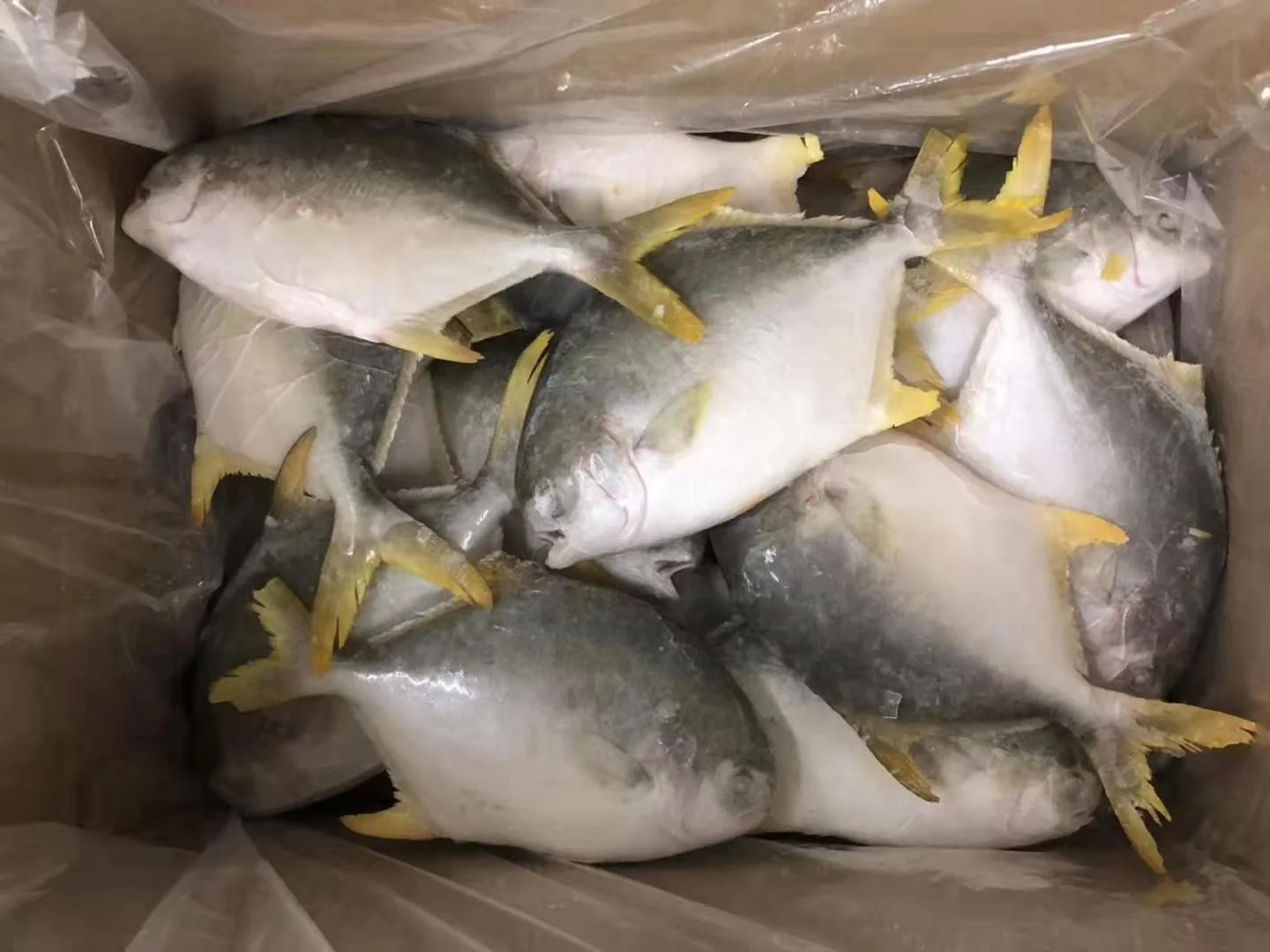 
Good Sale Seafood Fish Frozen Golden Pomfret 