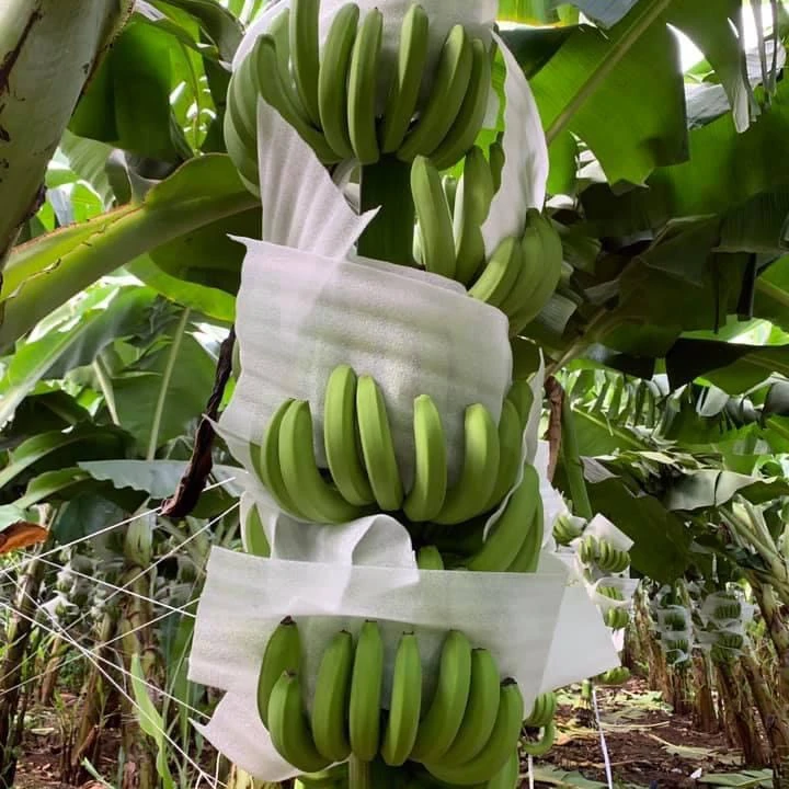 Новый урожай свежих бананов из Вьетнама