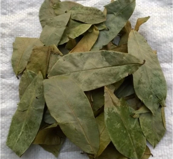 
Fresh Soursop Leaves /DRIED Graviola Leaf tea / Whatsapp +84-845-639-639 