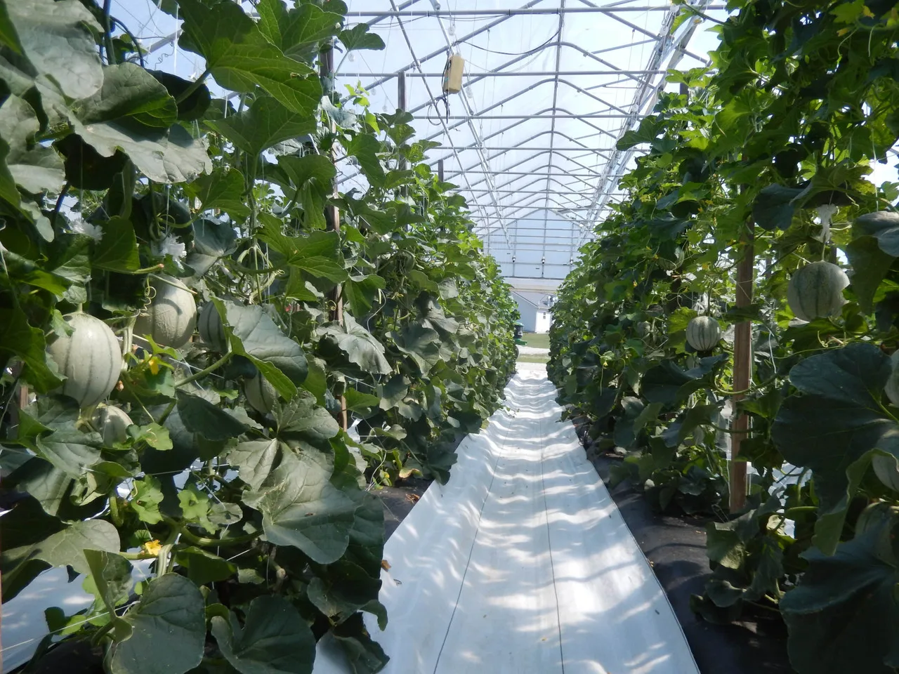 High Strength Commercial Agricultural Equipment Hydroponic Drip Irrigation Tomato Poly Tunnel Film Greenhouse