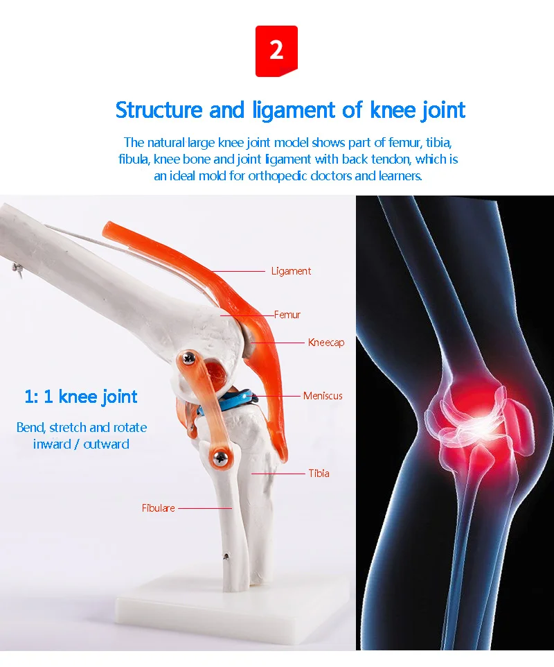 BIX-A1025 Artificial Natural size anatomical skeleton model, human knee joint model