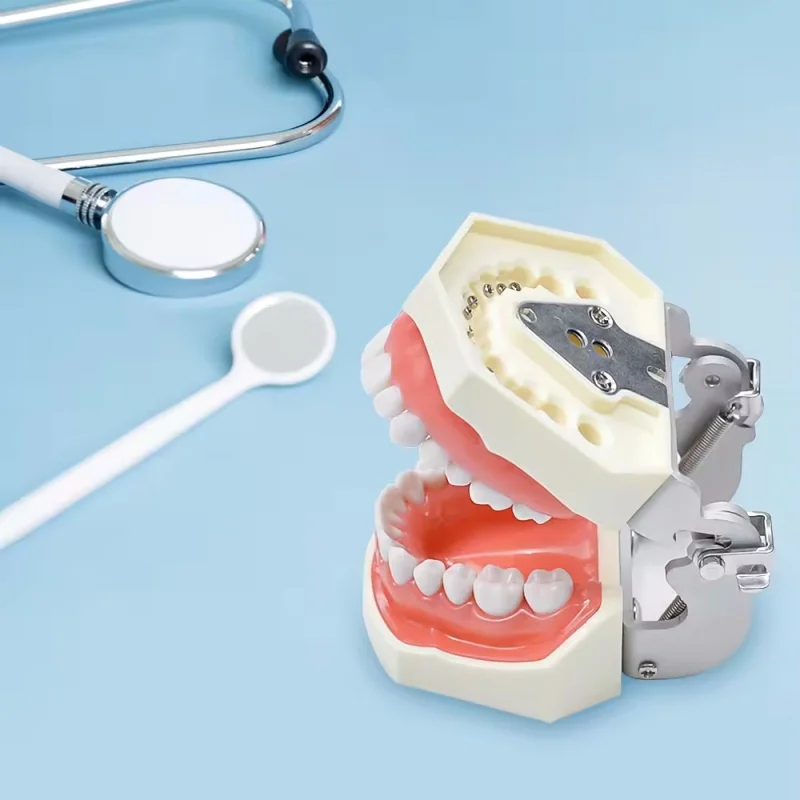 Dental study dental model teeth model dental school 28pcs teeth with screw dental restoration jaw model