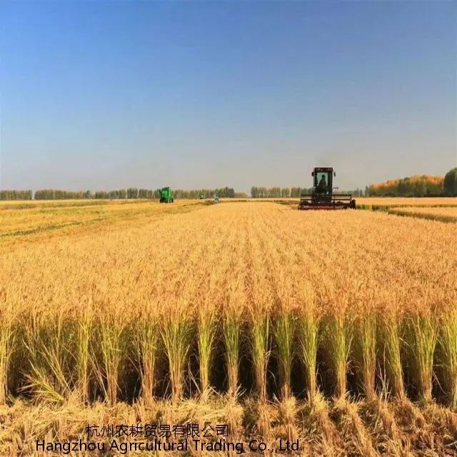 Новинка, Лидер продаж, ароматный рис, китайское фермерское хозяйство Шаньдун, производит рис