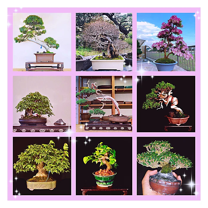 
Japanese high quality original bonsai trees real plants for home and garden 
