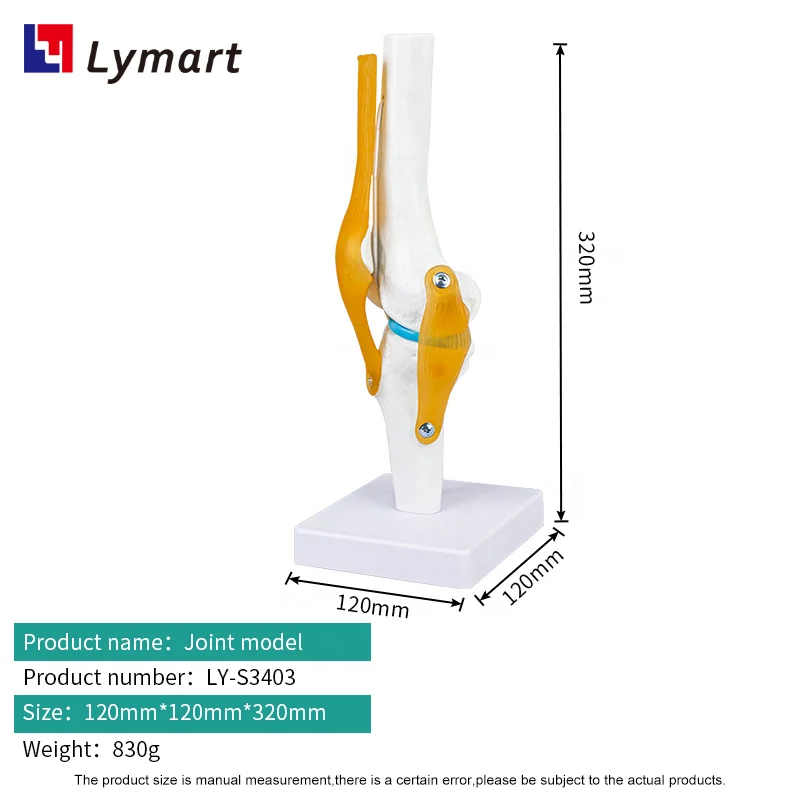 Plastic Artificial 3D Human Knee Joint Model for school