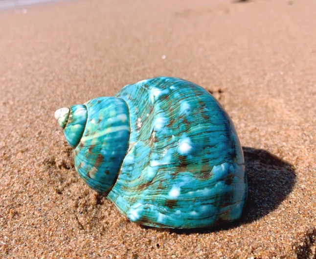 8-13cm Natural Super Large Conch Shell New Sea Snail Craft Home Decoration Turbo cornulus Pot Ornaments Crafts Green screw Beach