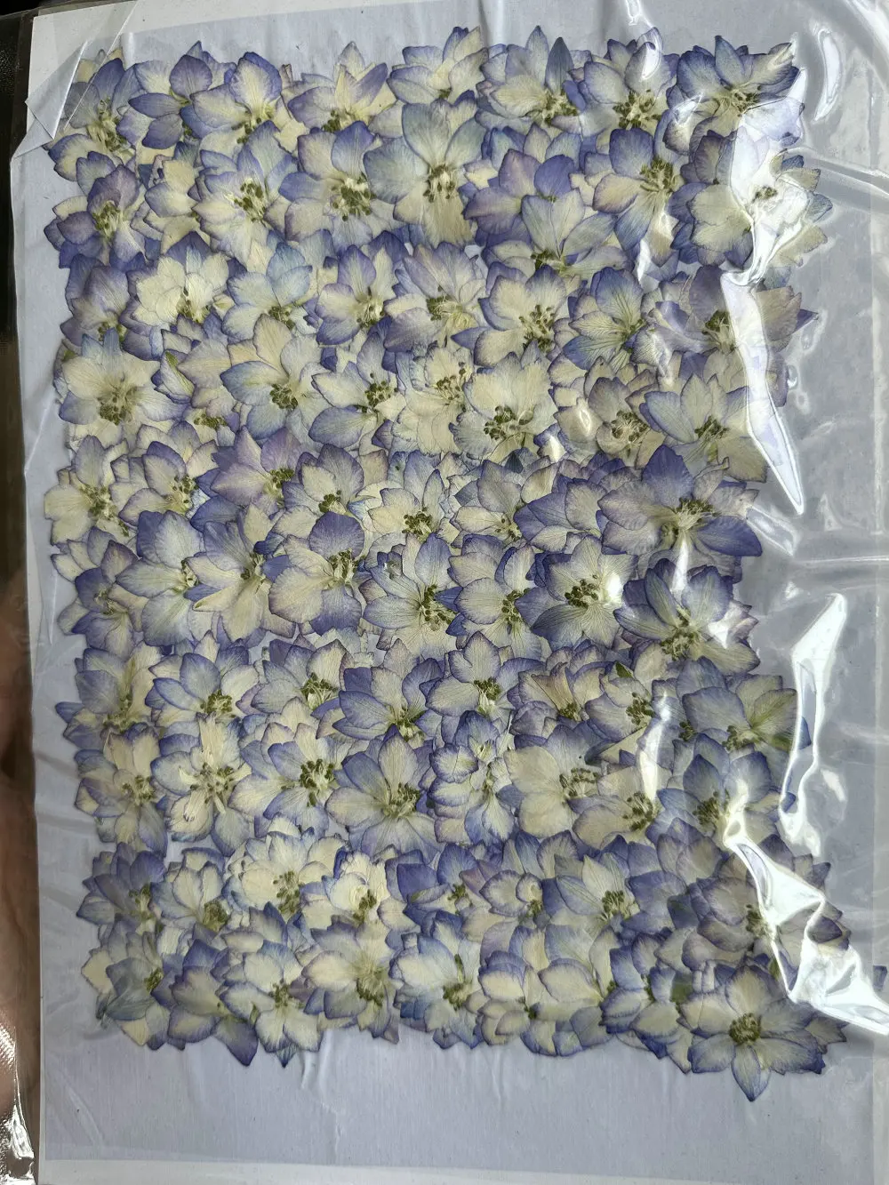 1000pcs/bag Larkspur Pressed Flower For Resin Epoxy Art Candle Making Wedding Frame