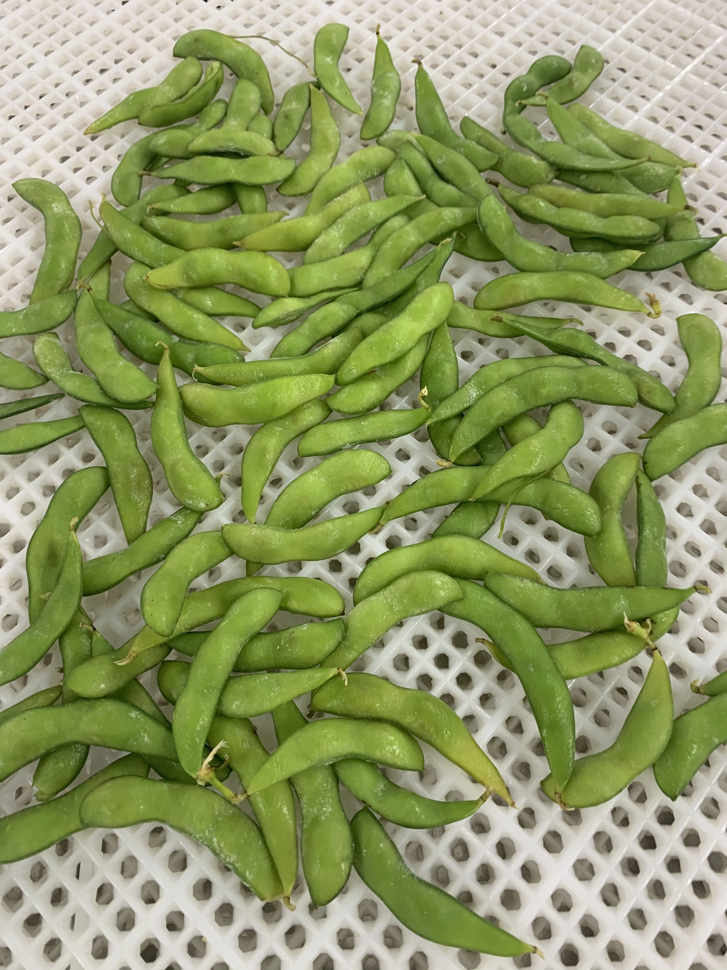 FROZEN VEGETABLES SALTED EDAMAME EXPORTER FROM CHINA