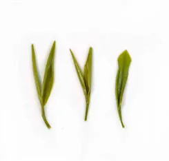 
Top quality New Harvest Yellow Tea Huoshanhuangya Tea 