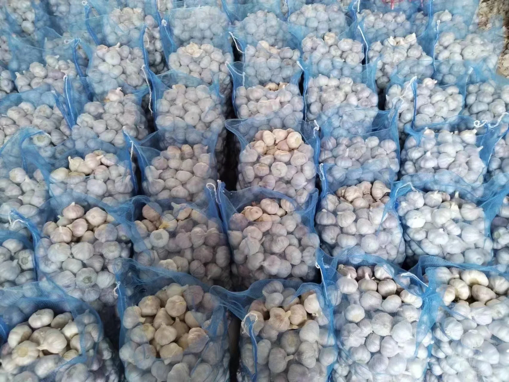 Fresh red garlic crop and bulb 4p garlic exporter