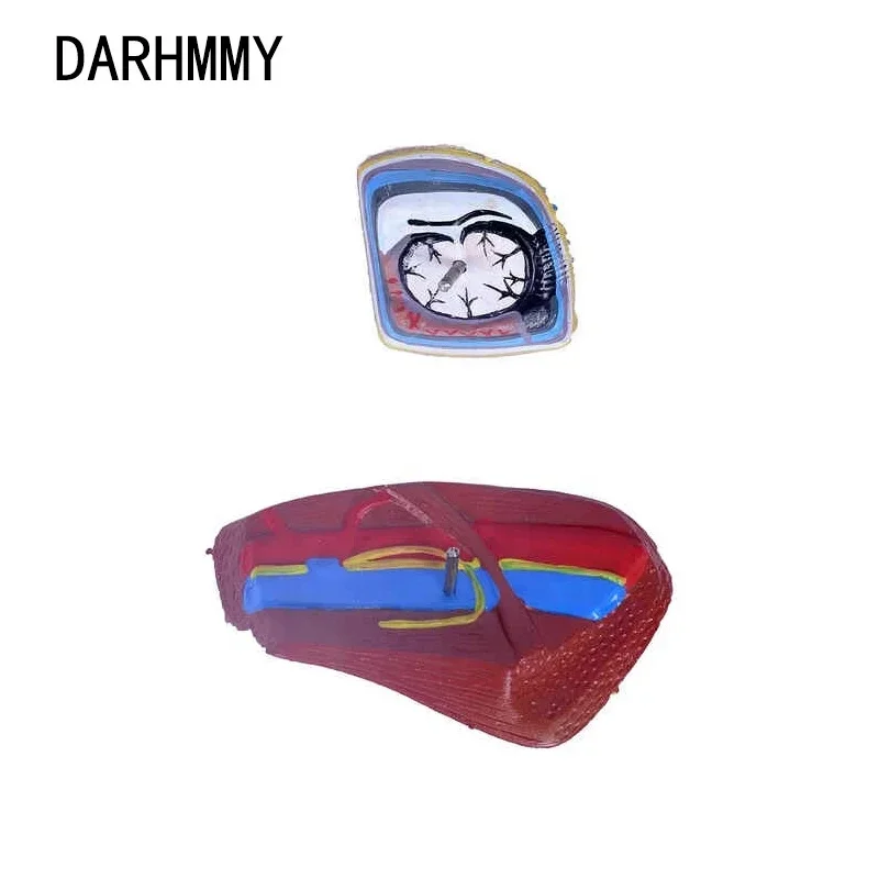 DARHMMY Medical Science модель поверхностного сосудистого нервно-мышечного отдела головы и шеи с тремя компонентами