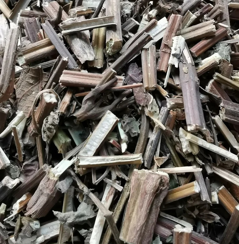 Dried  natural Rabdosia amethystoides aboveground part cuts